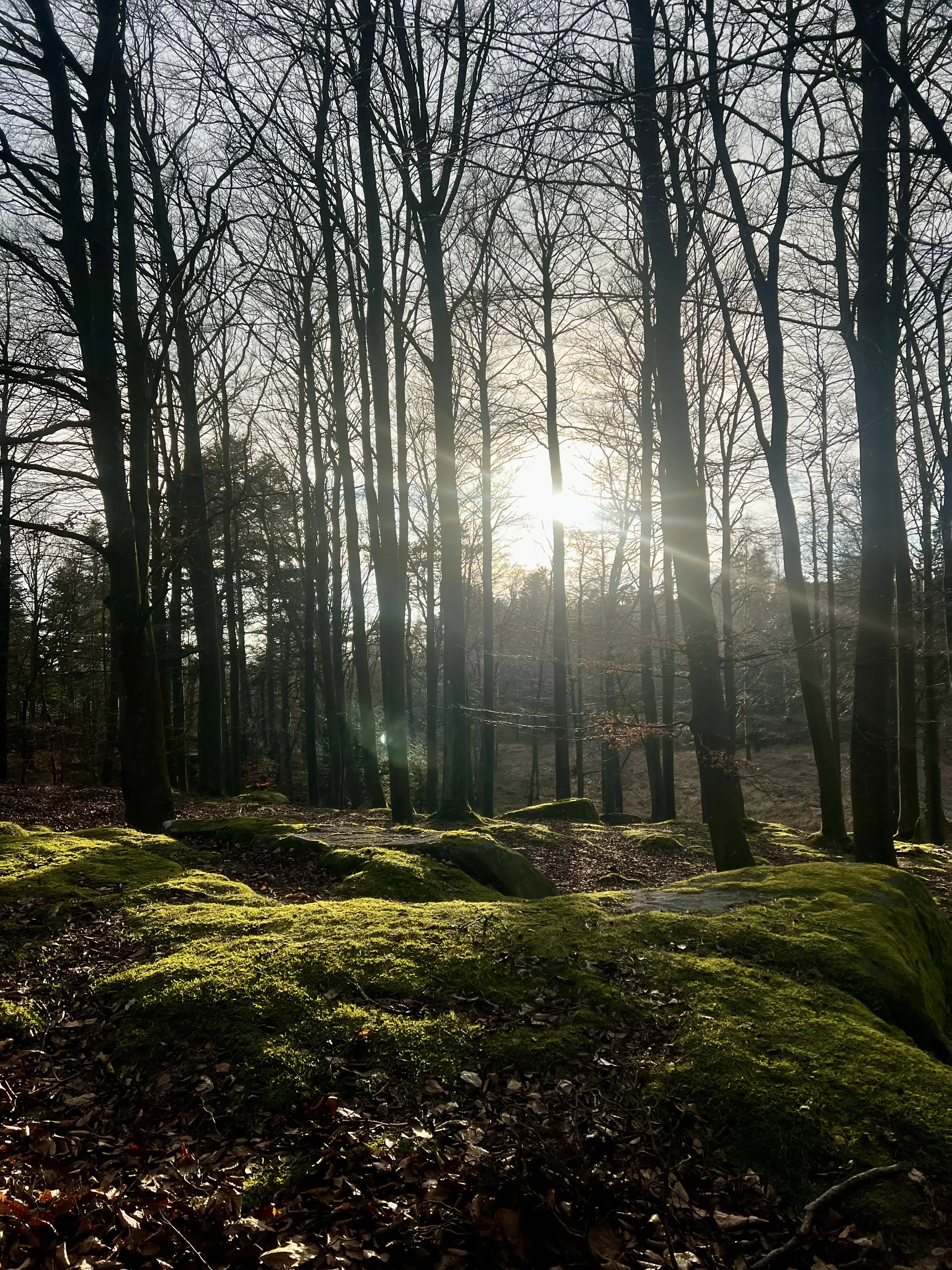 Local surroundings near Thygegaard 2